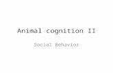 Animal cognition II Social Behavior. What kinds of things screw up animal’s perceptual Perseveration errors Following the trajectory of an object Misreading.