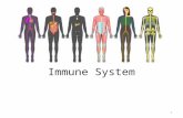Immune System 1 What It’s All About – the BASICS Defend the body against pathogens Recognize self from non-self Specific and Non-specific “Bottom line”:
