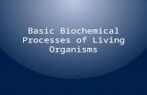 Basic Biochemical Processes of Living Organisms. Biochemical Processes Biochemical processes are chemical processes that occur in living things. All organisms.