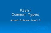 Fish! Common Types Animal Science Level 1. Animals around us: Fish.