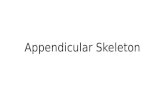 Appendicular Skeleton. Introduction to the Appendicular Skeleton The axial skeleton was made from bones that were in the central part of the human body.