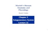 1 Chapter 5 Integumentary System Lecture 12 Marieb’s Human Anatomy and Physiology Marieb  Hoehn.