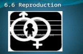 Sexual reproduction is the only method of reproduction in humans Sexual reproduction involves the fusion of specialised sex cells (gametes):- sperm (male.