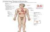Endocrine System Disorder. Endocrine System The foundations of the endocrine system are the hormones and glands. As the body's chemical messengers, hormones.