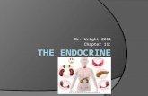 Mr. Wright 2011 Chapter 11:. Section 11.1 The Endocrine System  The body has two systems designed for communication: The Nervous System The Endocrine.