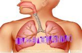 Respiratory System Involves the organs that exchange gases between the atmosphere and our bodies Respiration: refers to the gaseous exchange between the.