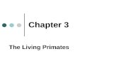 Chapter 3 The Living Primates. Chapter Preview What Is the Place of Humanity among the Other Animals? What Are the Characteristics of the Primates Inhabiting.