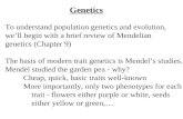 Genetics To understand population genetics and evolution, we’ll begin with a brief review of Mendelian genetics (Chapter 9) The basis of modern trait genetics.