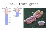Sex linked genes. Why are some characteristics ‘sex linked’? The X-chromosome 23 carries 1098 genes Over 100(recessive) genes for genetic disorders have.