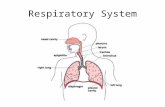 Respiratory System. Respiratory System Note guide page 556 – 559 Out with the bad air, in with the good Why do you need oxygen? To obtain energy from.