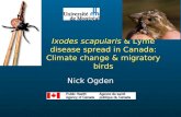 Ixodes scapularis & Lyme disease spread in Canada: Climate change & migratory birds Nick Ogden.
