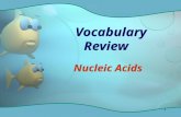 1 Vocabulary Review Nucleic Acids. 2 Enzyme that unwinds & separates the DNA strands Helicase.