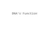 DNA’s Function. DNA DNA = deoxyribonucleic acid. DNA carries the genetic information in the cell – i.e. it carries the instructions for making all the.
