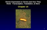 1 Genes Expression or Genes and How They Work: Transcription, Translation, & More Chapter 15.
