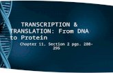 TRANSCRIPTION & TRANSLATION: From DNA to Protein Chapter 11, Section 2 pgs. 288-295.