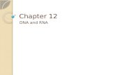 Chapter 12 DNA and RNA. What is DNA again? Deoxyribonucleic acid Long double-stranded molecule of nucleotides Stores genetic code that is transferred.