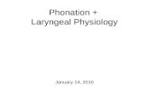 Phonation + Laryngeal Physiology January 14, 2010.