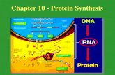Chapter 10 - Protein Synthesis. Chapter 10 Vocabulary List 1.Anticodon 2.Codon 3.Gene expression 4.Genetic code 5.Messenger RNA 6.Point mutation 7.Intron.