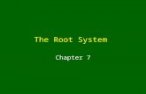 The Root System Chapter 7. Functions of Roots Absorption of water and minerals Anchor plant in soil or to a surface Storage of foods Conduction of food.