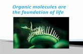 Biological Molecules - You Are What You Eat: Crash Course Biology #3 - YouTube.