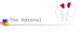 The Adrenal. Adrenal Anatomy Composed of a cortex and medulla, which have separate embryology