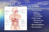 1 Chapter 24 The Digestive System Structure Structure –Gross Anatomy –Histology Function Function –Mechanical –Chemical Development Development Disorders.