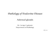 Pathology of Endocrine Disease Adrenal glands Dr. Arrigo Capitanio Department of Pathology 05-11.