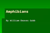 Amphibians By William Deaves Gubb. What are amphibians? Well amphibians are reptiles and they have lived for 3 million years! That’s a long time.