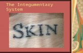 The Integumentary System. Integumentary System Integumentary system = Skin Nails Hair Glands Nerve endings.
