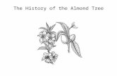 The History of the Almond Tree. The Almond Tree, believe it or not, is a member of the rose family, Chris Barber! It is however closely related to the.