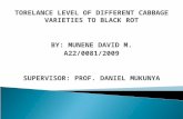 TORELANCE LEVEL OF DIFFERENT CABBAGE VARIETIES TO BLACK ROT BY: MUNENE DAVID M. A22/0081/2009 SUPERVISOR: PROF. DANIEL MUKUNYA.