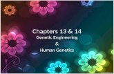 Chapters 13 & 14 Genetic Engineering & Human Genetics.