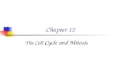 Chapter 12 The Cell Cycle and Mitosis. The Key Roles of Cell Division Cell division functions in reproduction, growth, and repair Unicellular organisms.