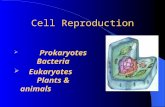 Cell Reproduction  Prokaryotes Bacteria  Eukaryotes Plants & animals.
