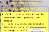 THE CELL CYCLE The Key Roles of Cell Division 1.Cell division functions in reproduction, growth, and repair 2. Cell division distributes identical sets.