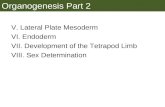 Organogenesis Part 2 V. Lateral Plate Mesoderm VI. Endoderm VII. Development of the Tetrapod Limb VIII. Sex Determination.