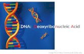 DNA: Deoxyribonucleic Acid Image from .