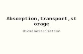 Absorption,transport,storage Biomineralisation. Absorption, transport, storage of metal ions. Biomineralisation A balanced distribution of the elements.