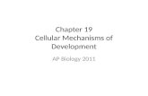 Chapter 19 Cellular Mechanisms of Development AP Biology 2011.