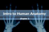 Intro to Human Anatomy Chapter 1. What’s the Difference? ANATOMYPHYSIOLOGY Which has more new discoveries?