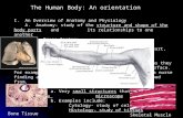 The Human Body: An orientation I. An Overview of Anatomy and Physiology A. Anatomy- study of the structure and shape of the body parts and its relationships.
