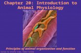 Chapter 20: Introduction to Animal Physiology Principles of animal organization and function Lecture by Jennifer Lange, Chabot College.