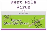 BY CINDY RAMEY West Nile Virus. West Nile virus (WNV) is a mosquito-borne zoonotic arbovirus Family: Flaviviridae Genus: Flavivirus Japanese Encephalitis.