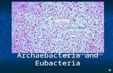 Archaebacteria and Eubacteria Photography Copyright D.Bausch. Public Domain Access Granted.