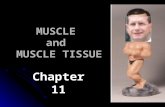 MUSCLE and MUSCLE TISSUE Chapter 11. Muscles are distinguished by their ability to turn ATP (chemical energy) into work (mechanical energy) Muscles are.