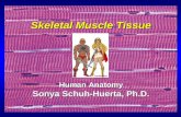 Skeletal Muscle Tissue Human Anatomy Sonya Schuh-Huerta, Ph.D.