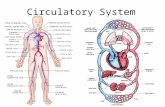 Circulatory System. Circulation In the United States of America, what do we use to transport goods? – Roads, railroad tracks, and airline routes. Our.