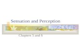 Sensation and Perception Chapters 5 and 6. Defining Sensation and Perception Sensation The detection of physical energy from our environment which we.