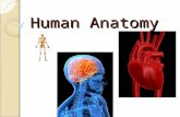 Human Anatomy. Levels of Organization Cells  Tissue  Organ  Organ System Smallest Unit of Life A group of cells working together A group of tissues.