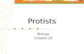 Protists Biology Chapter 20 20-1: The Kingdom Protista Protista: Greek: “the very first”